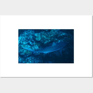 Reef Shark Posters and Art